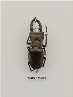 藏品(高砂深山鍬形蟲)的圖片